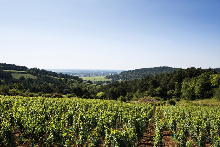SERRE decelle & fils burgundy vineyard wine france