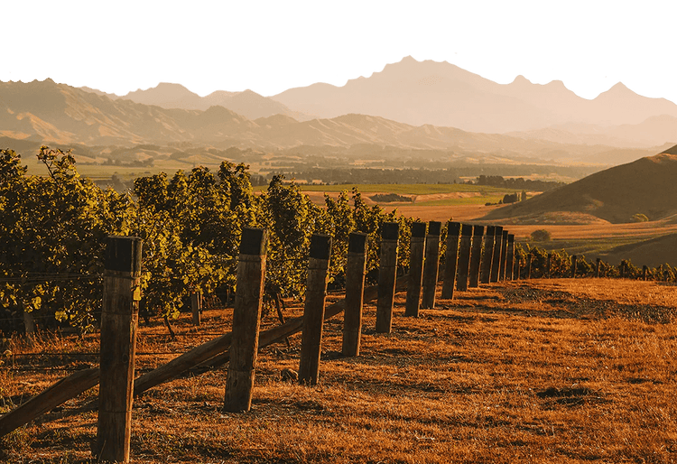 SERRE Pa Road New Zealand Winery Wine