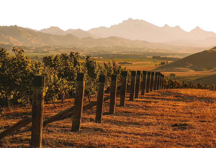 SERRE Pa Road New Zealand Winery Wine